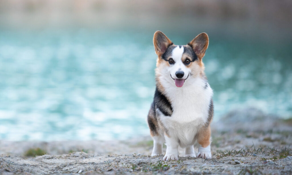 wELSH CORGI PEMBROKE